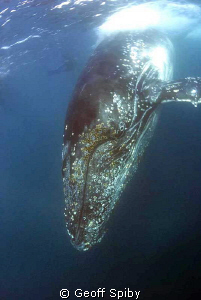 Humpback whale taken off Port St Johns during this years ... by Geoff Spiby 